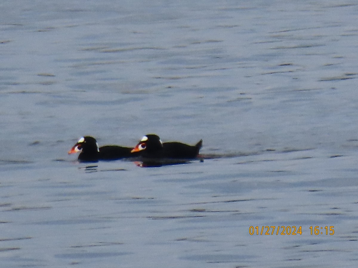 Surf Scoter - Ed Wallace