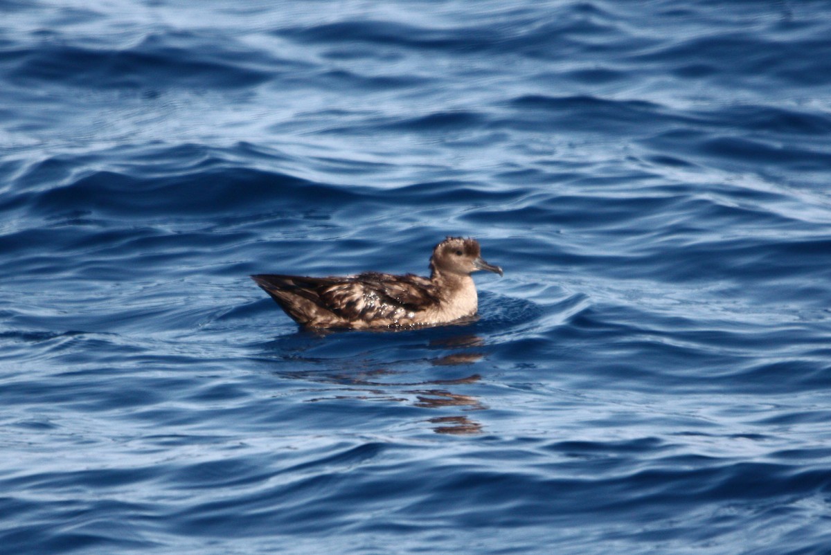 Sooty Shearwater - ML614066734