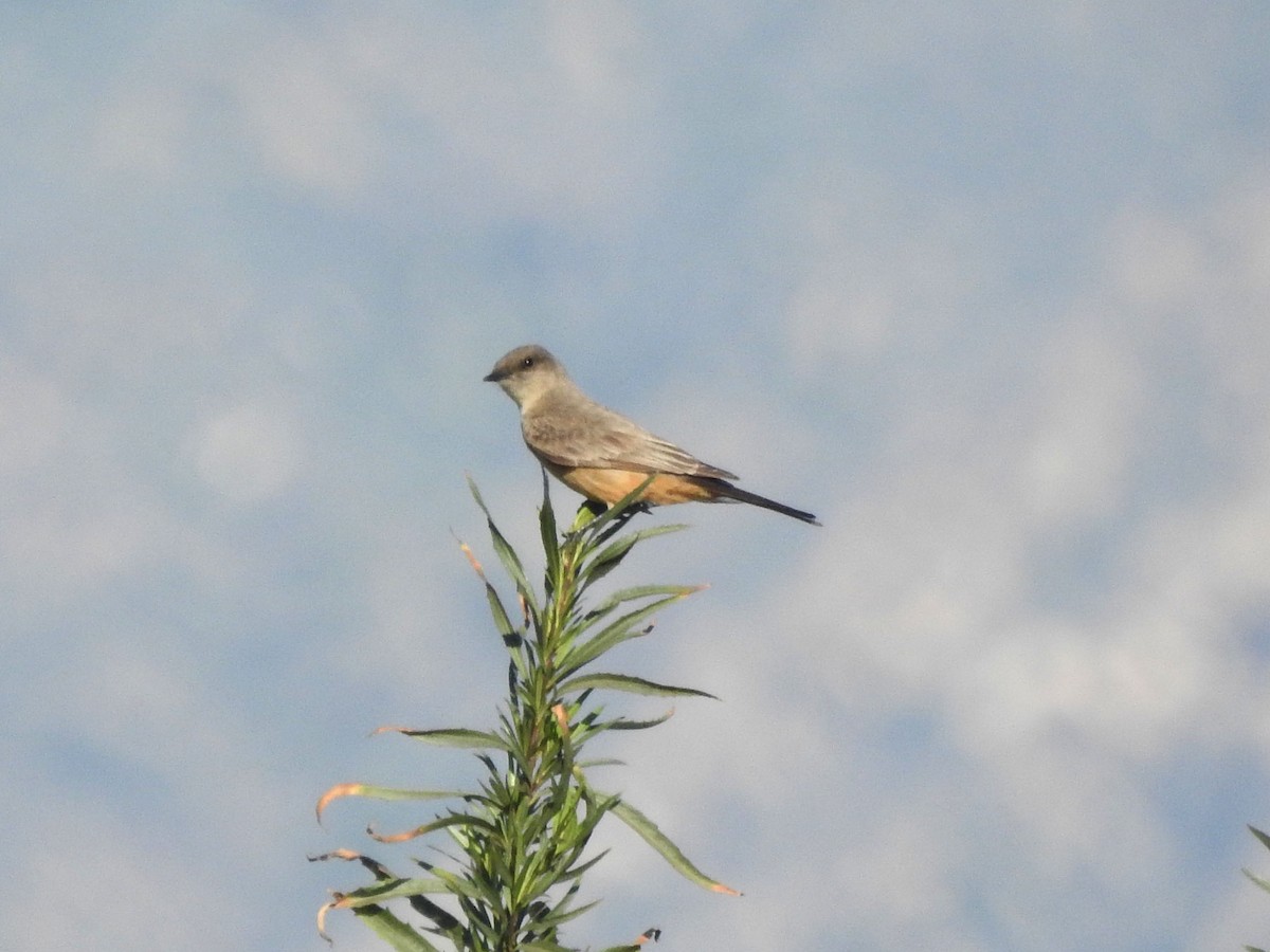 Say's Phoebe - ML614066755