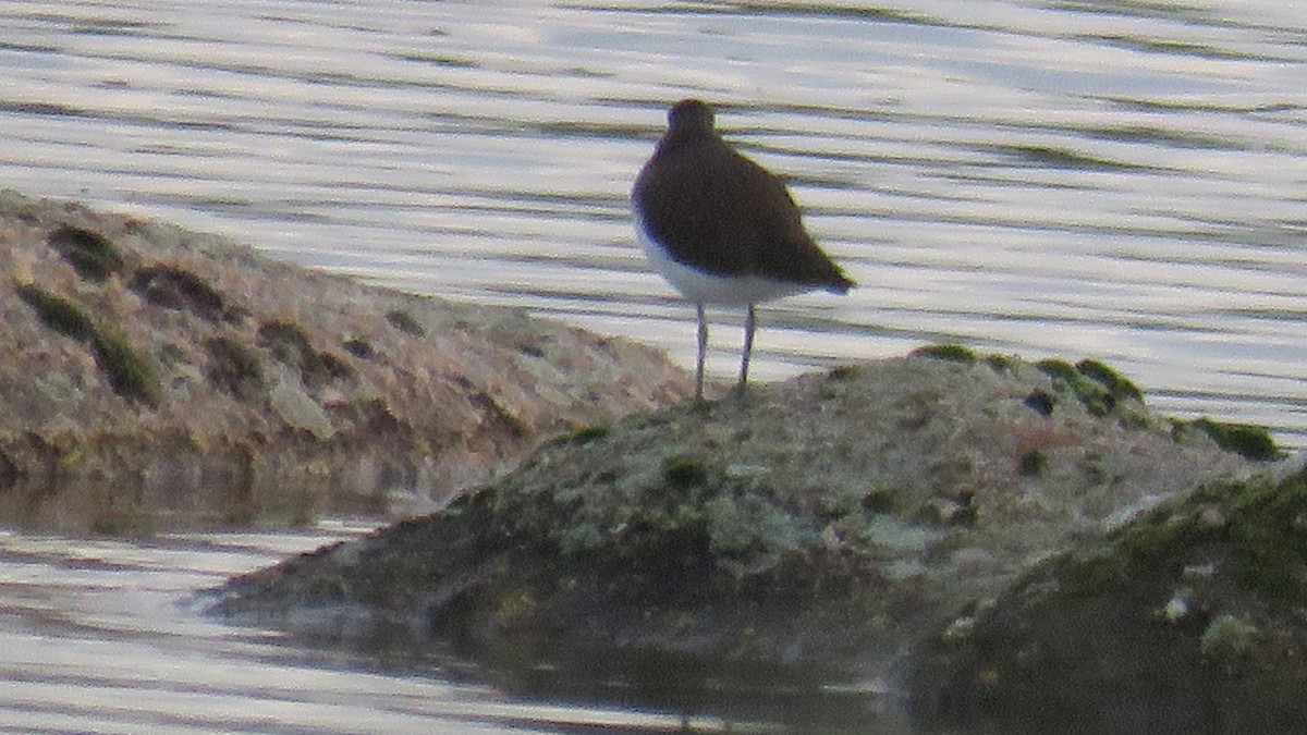 Green Sandpiper - ML614066762