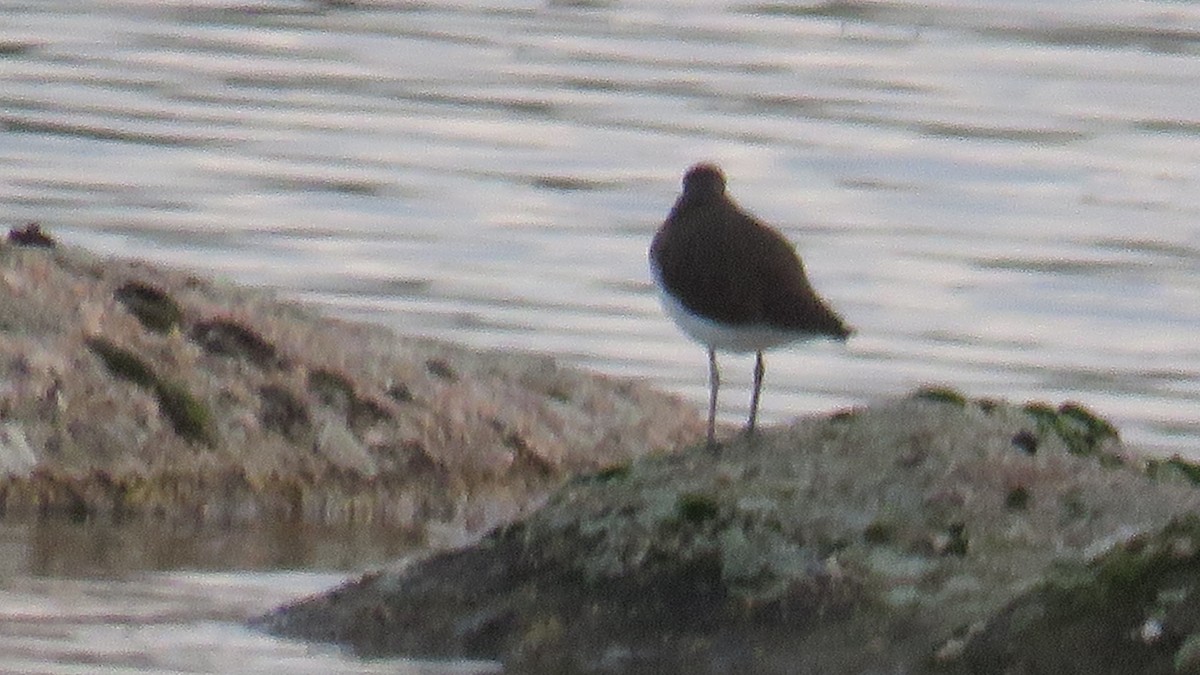 Green Sandpiper - ML614066765