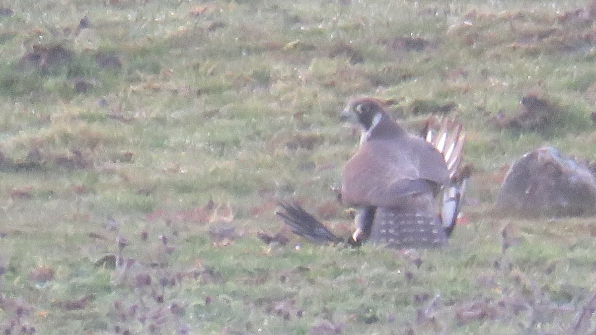 Peregrine Falcon - ML614066805