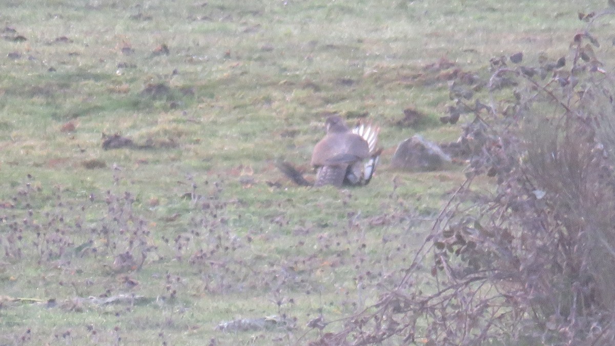 Peregrine Falcon - ML614066808