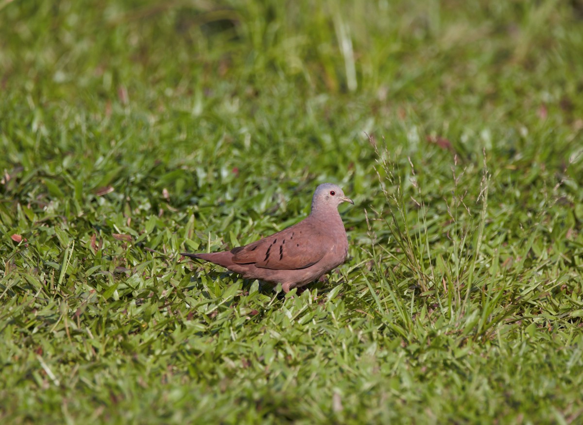 Ruddy Ground Dove - Michael Muchmore