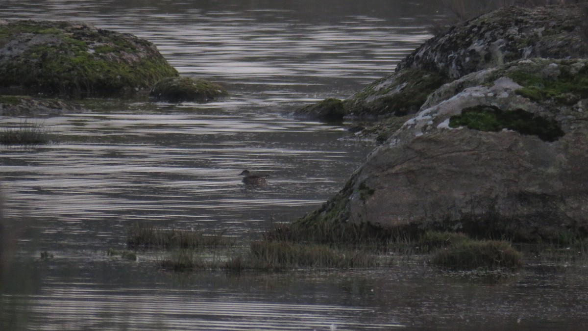 Green-winged Teal - ML614066855