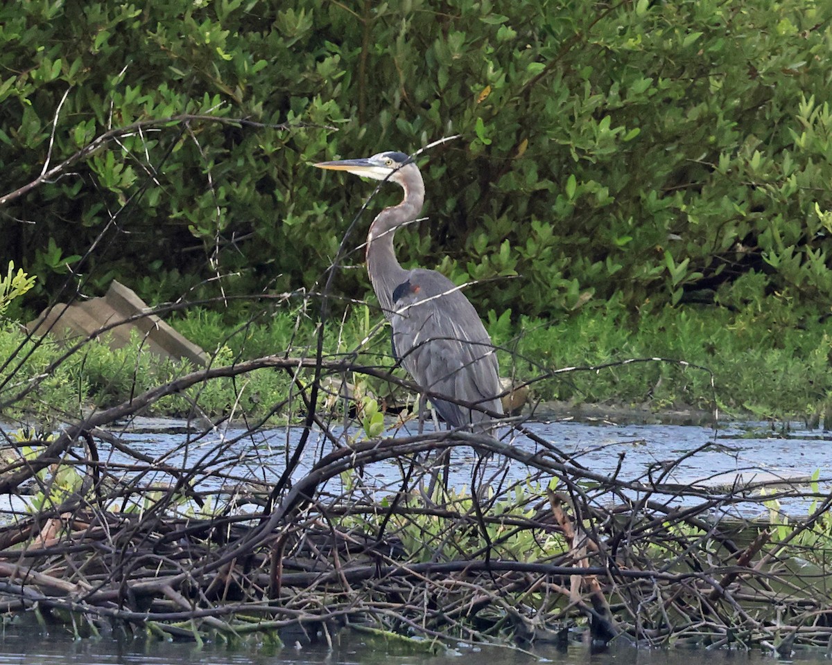 Great Blue Heron - Tom Murray