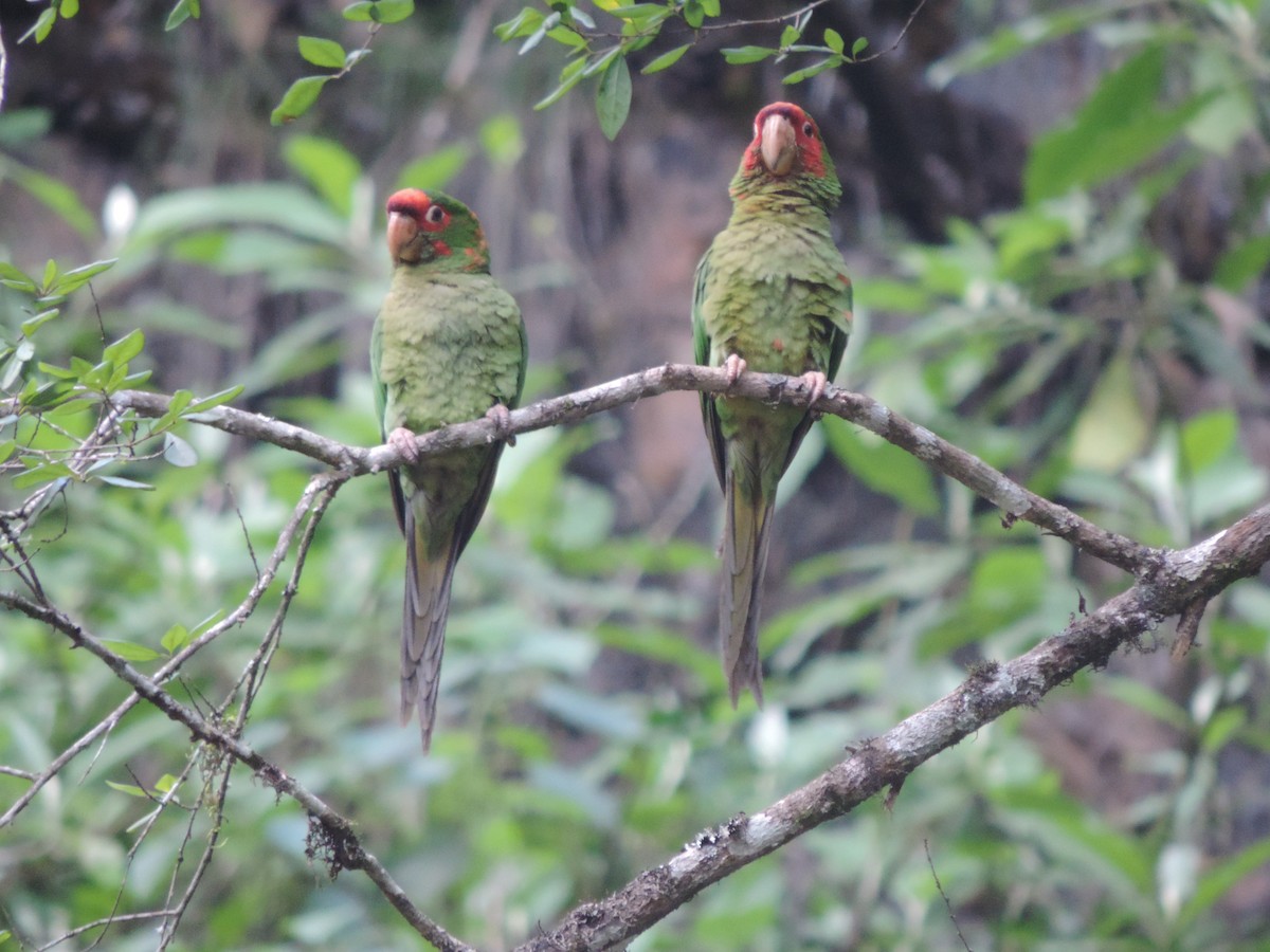 Mitred Parakeet - ML614066884