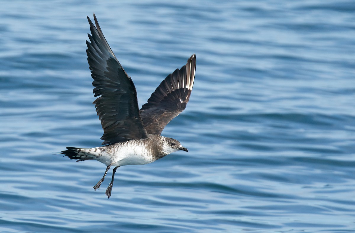 Parasitic Jaeger - Jane Mygatt