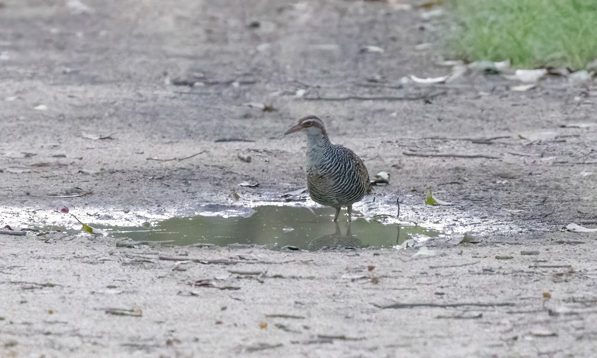 Buff-banded Rail - Paul Fenwick