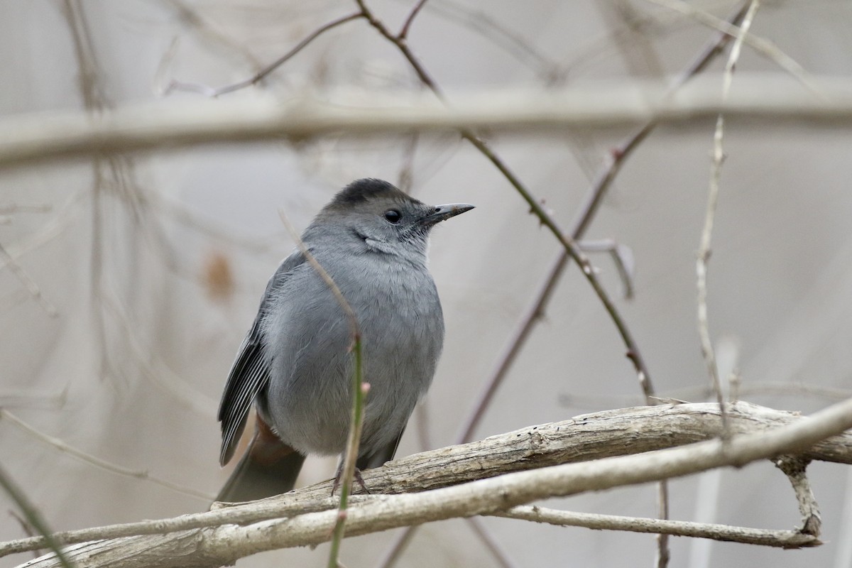 Gray Catbird - ML614066951