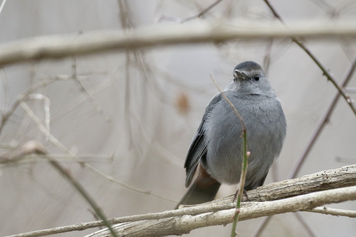 Gray Catbird - ML614066952