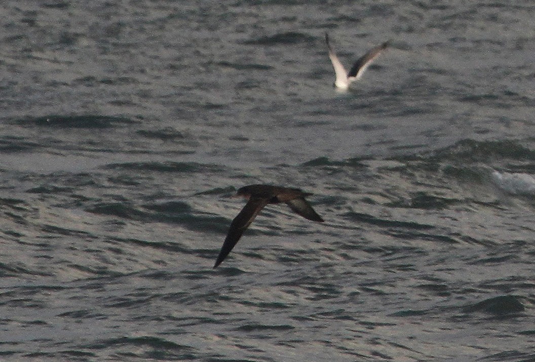 Sooty Shearwater - ML614066961