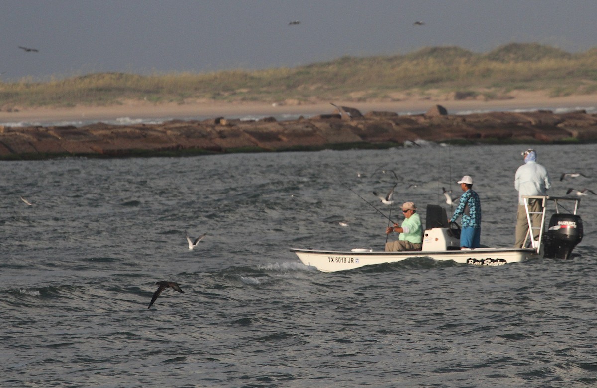 Sooty Shearwater - ML614066962