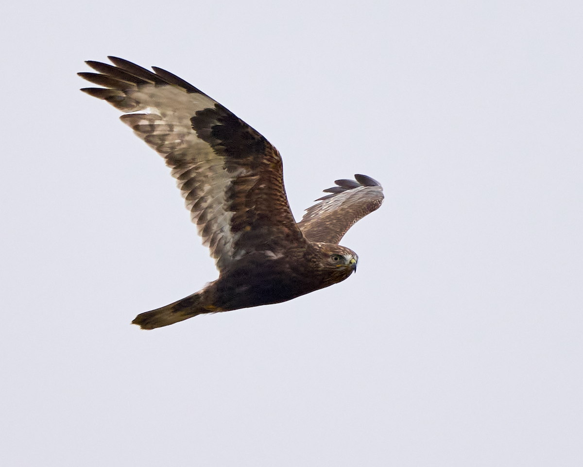 毛足鵟 - ML614066963