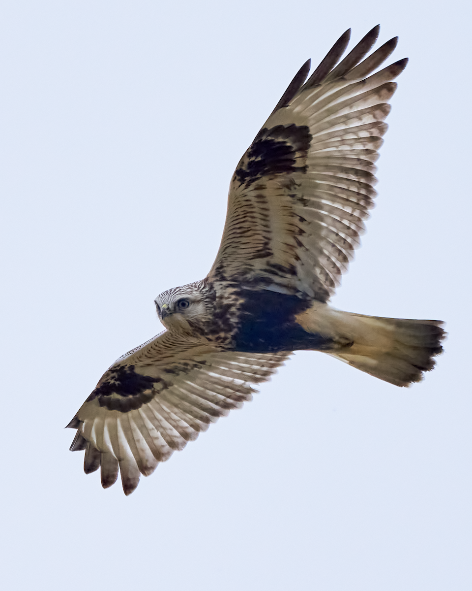 毛足鵟 - ML614066964