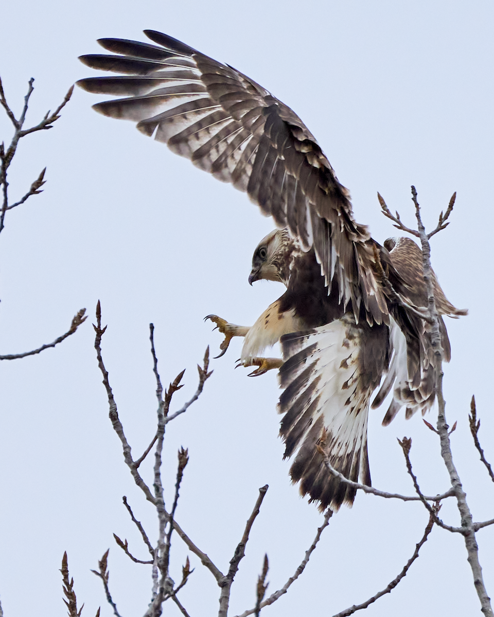 毛足鵟 - ML614066965