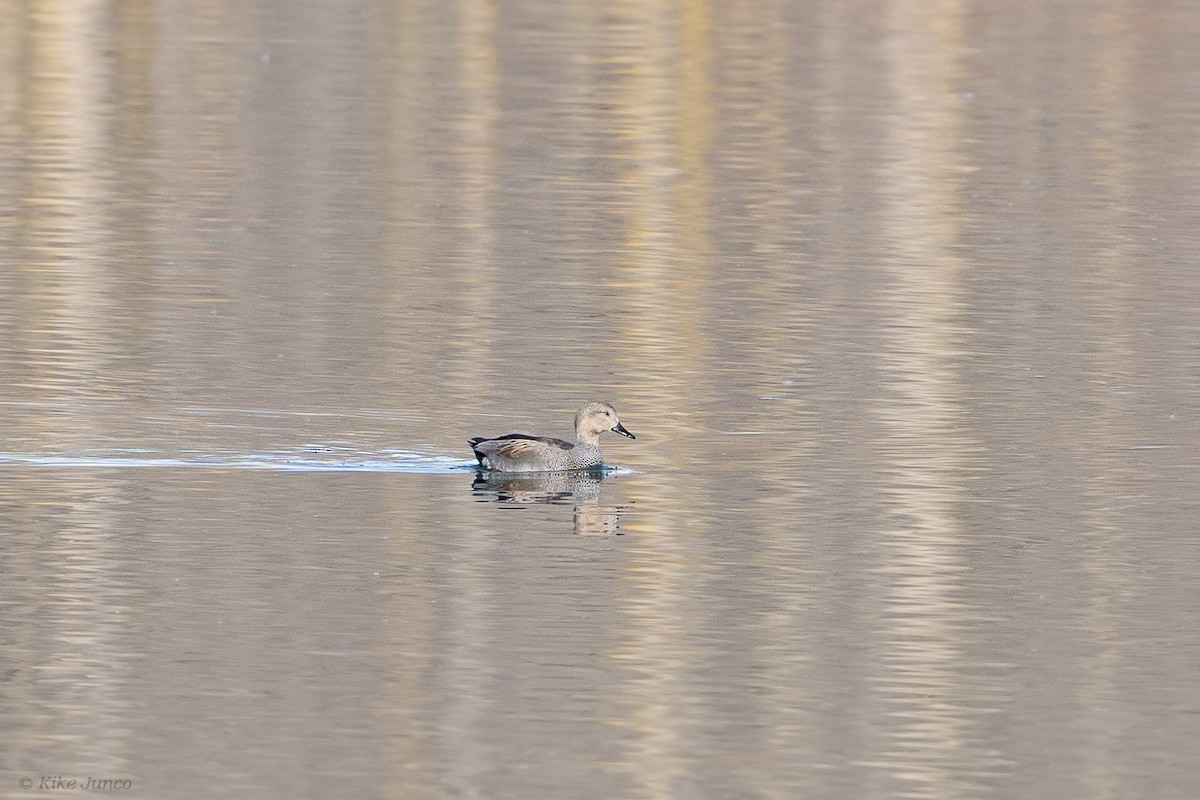 Gadwall - ML614066977