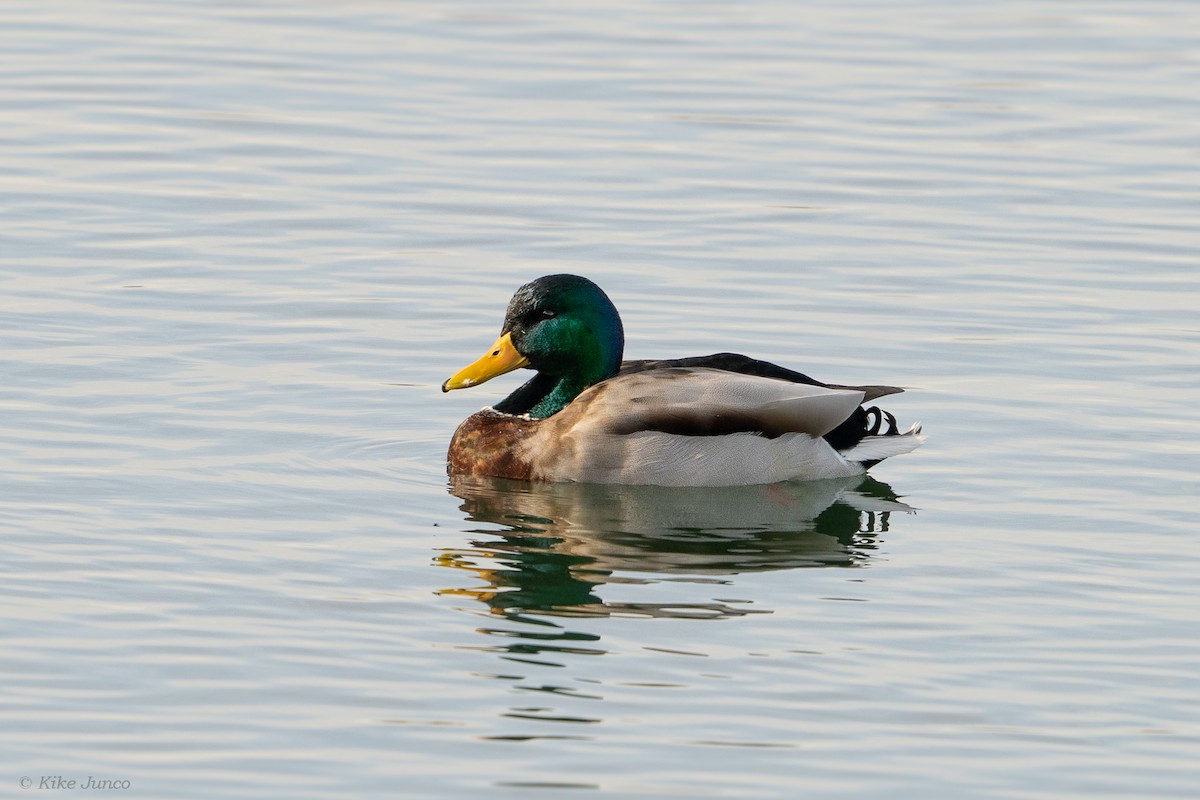 Mallard - ML614066998