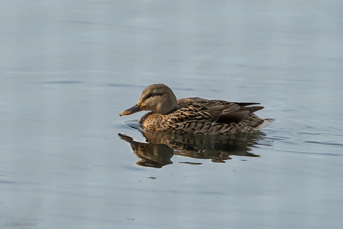 Canard colvert - ML614066999