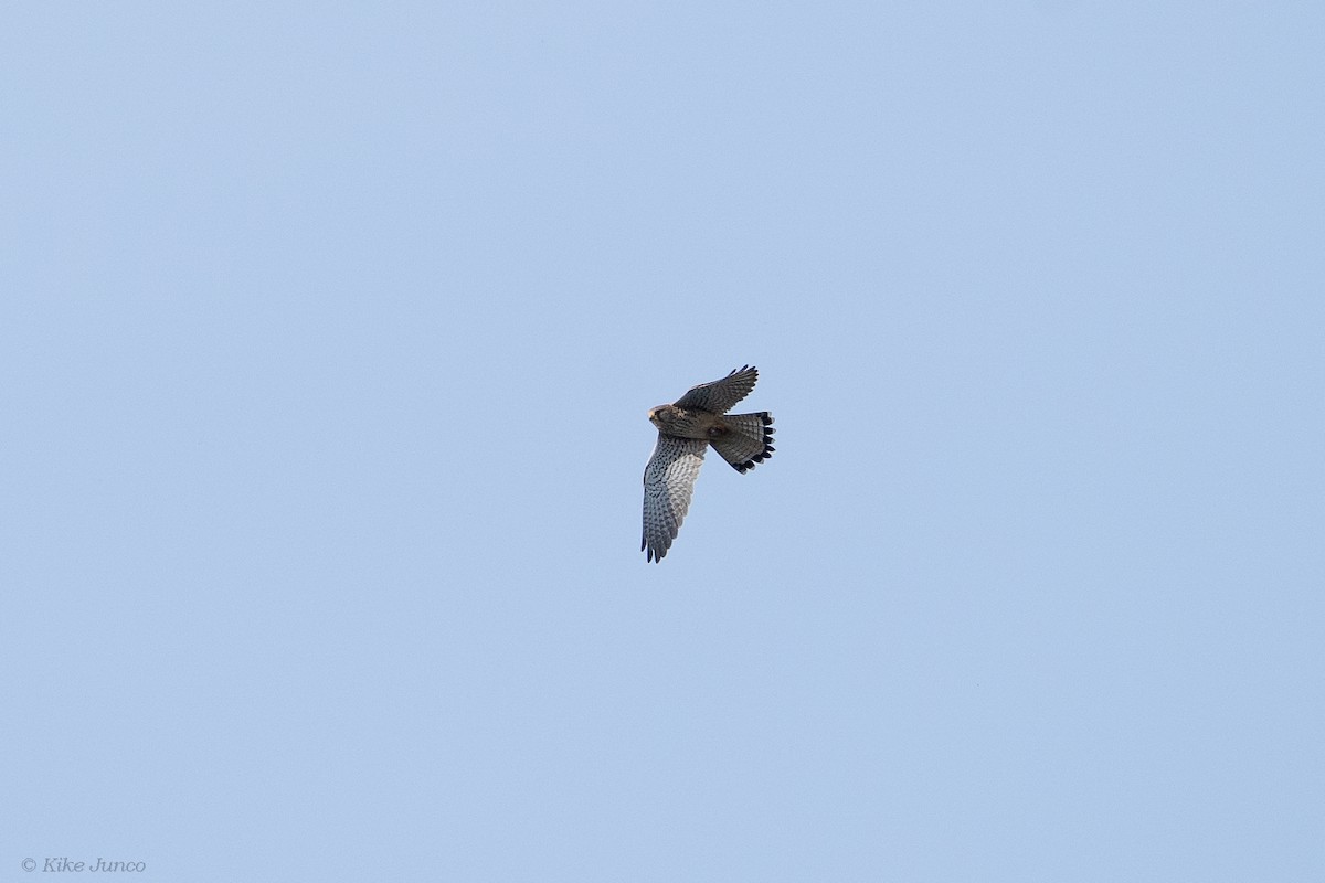 Eurasian Kestrel - ML614067018