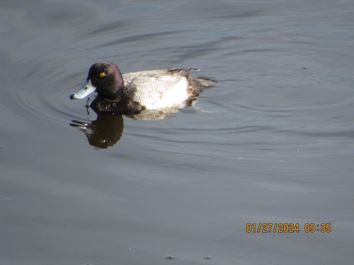 Lesser Scaup - ML614067020