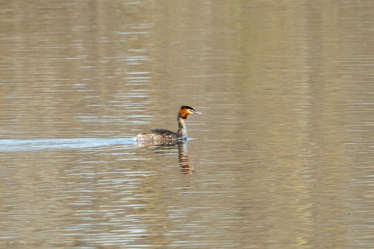 Great Crested Grebe - ML614067030