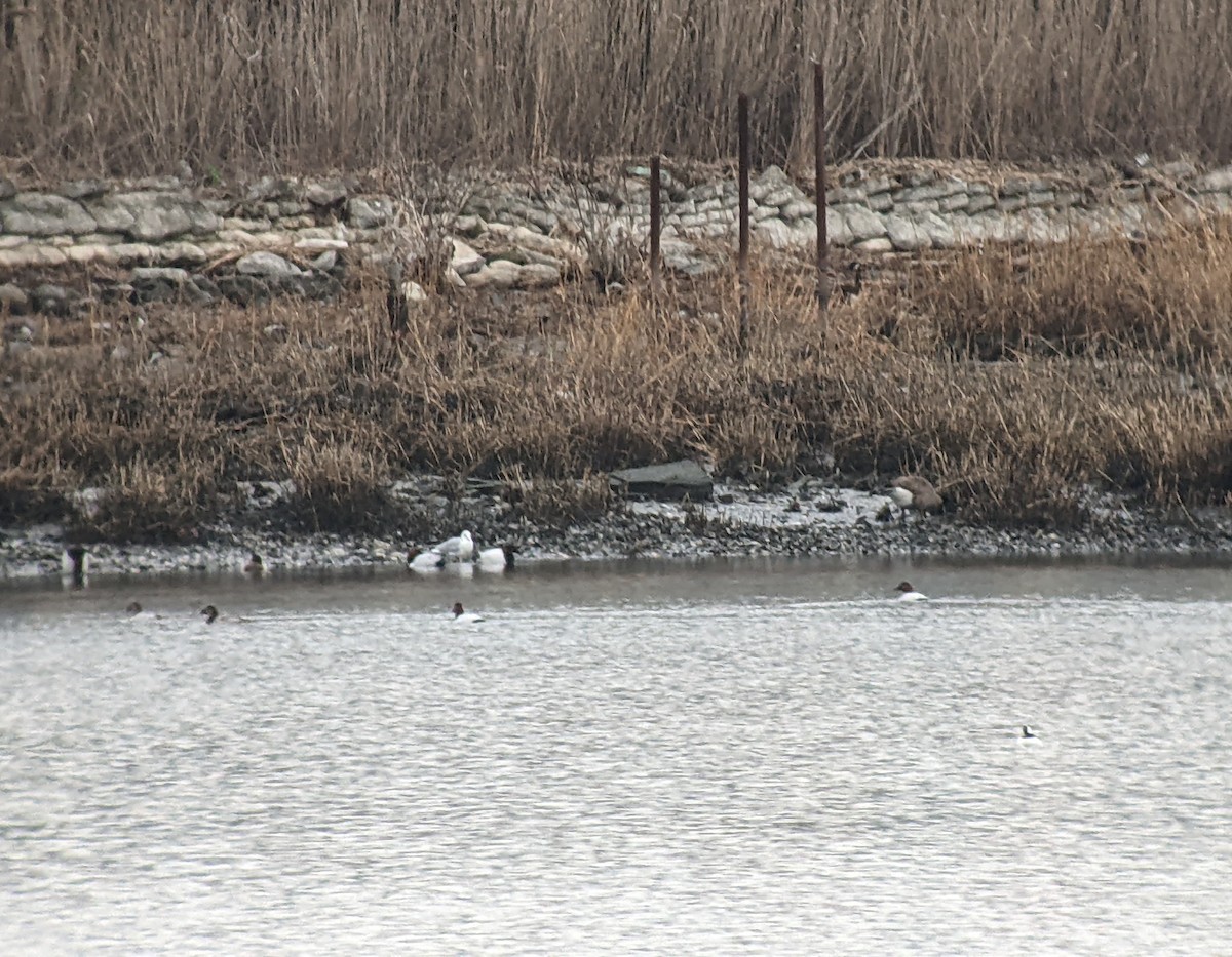 Canvasback - ML614067037