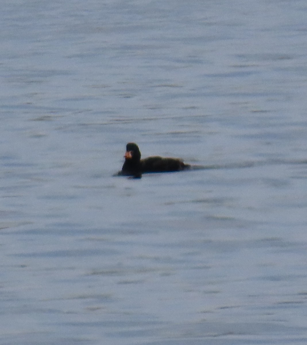 Black Scoter - ML614067055