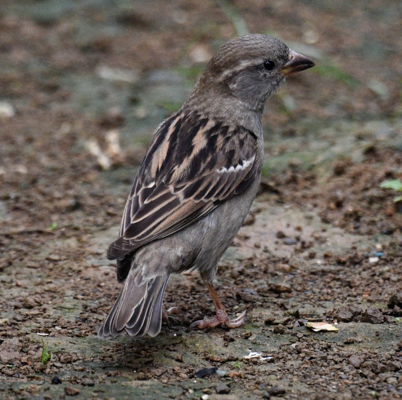 House Sparrow - Jos Simons