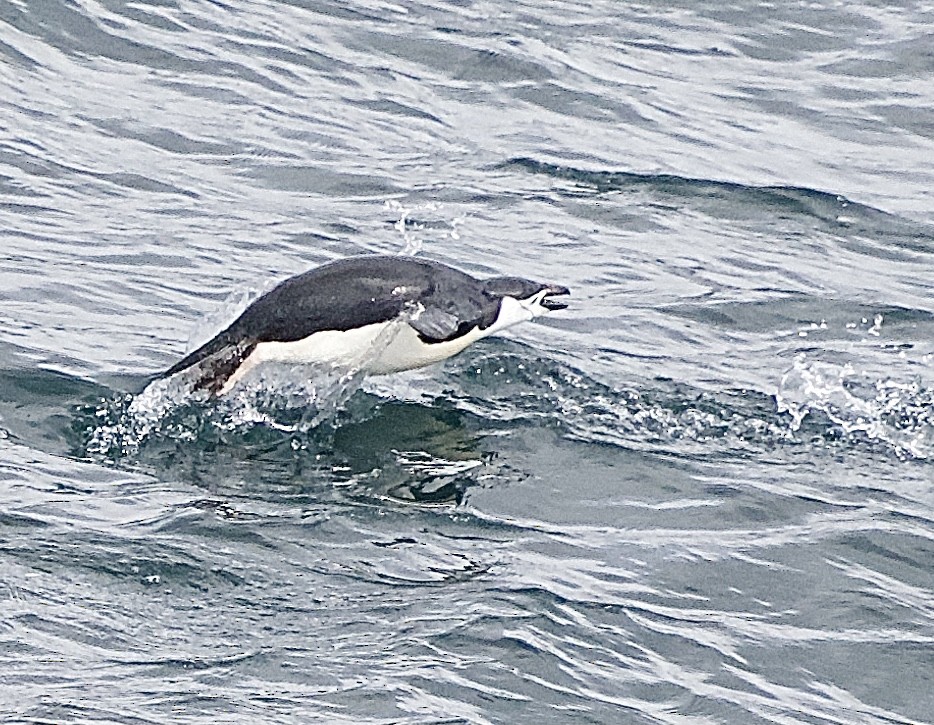 Kehlstreifpinguin - ML614067168