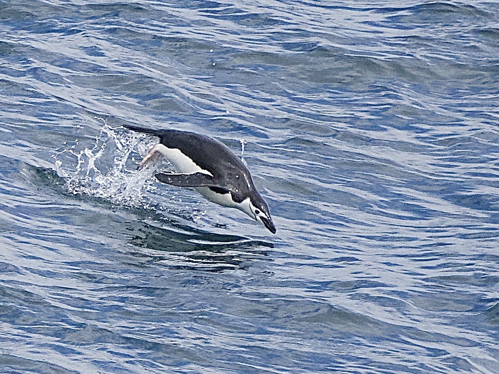 Chinstrap Penguin - ML614067169