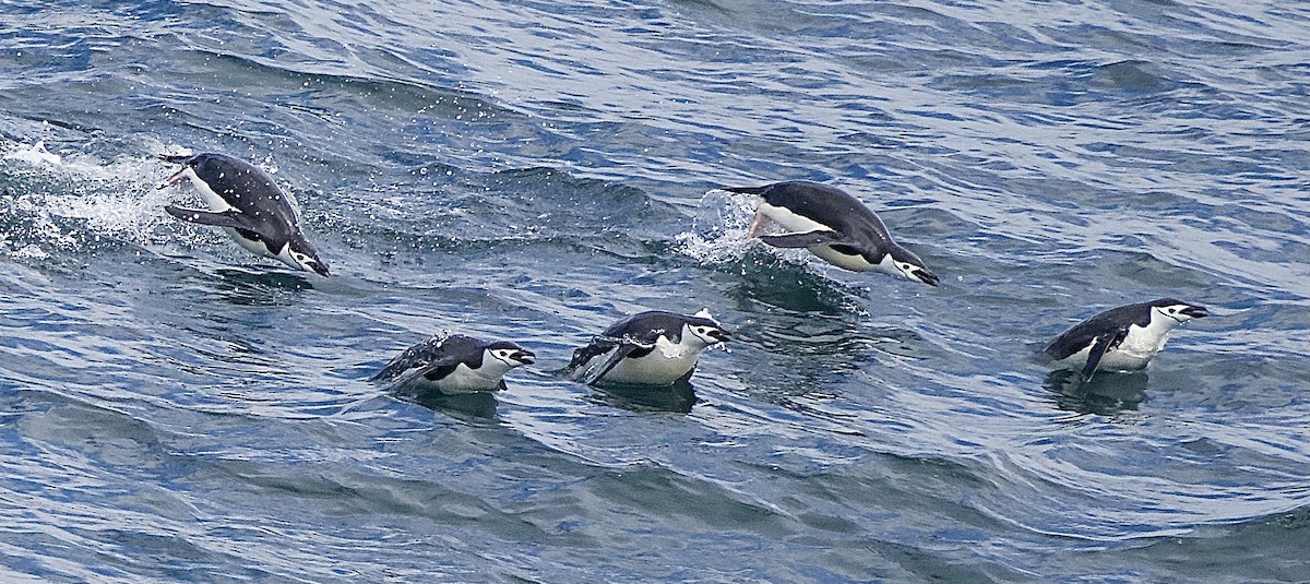 Chinstrap Penguin - ML614067173