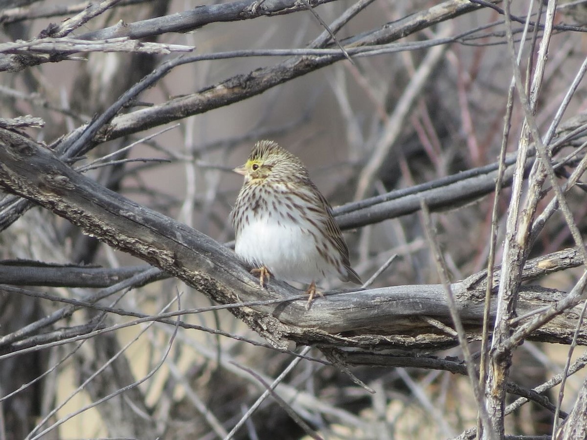 Savannah Sparrow - Sonja Mendoza