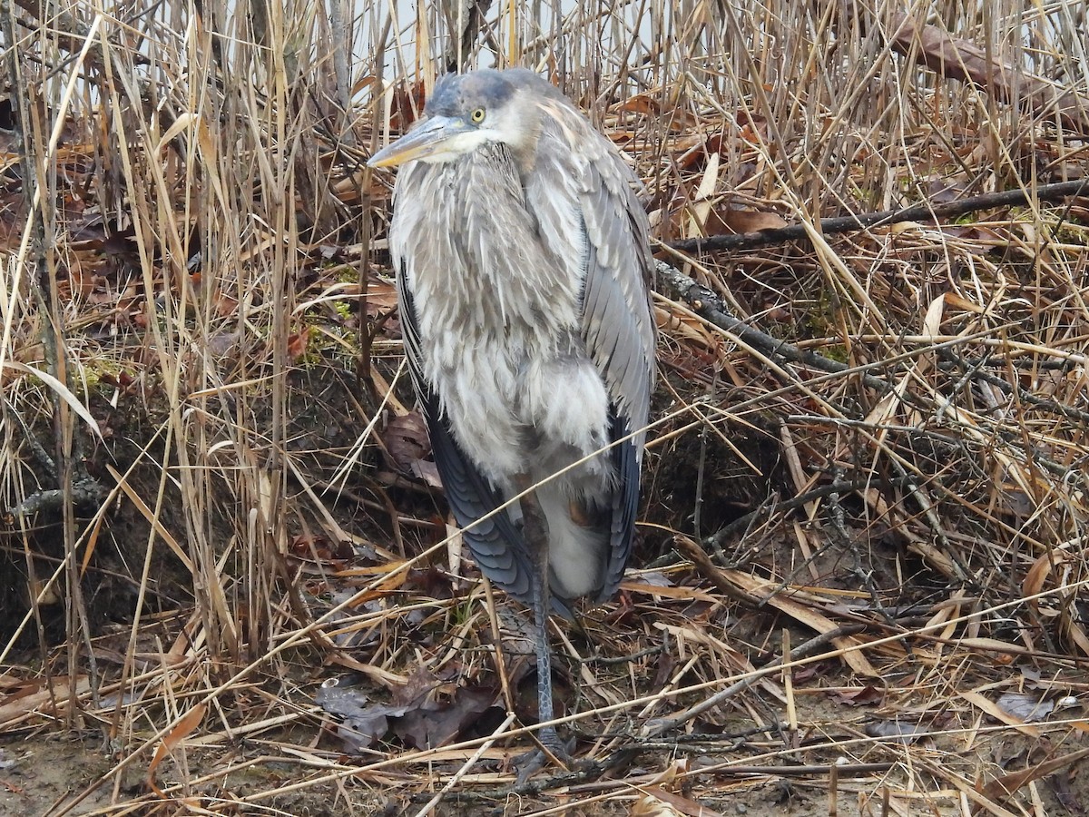 Great Blue Heron - ML614067230