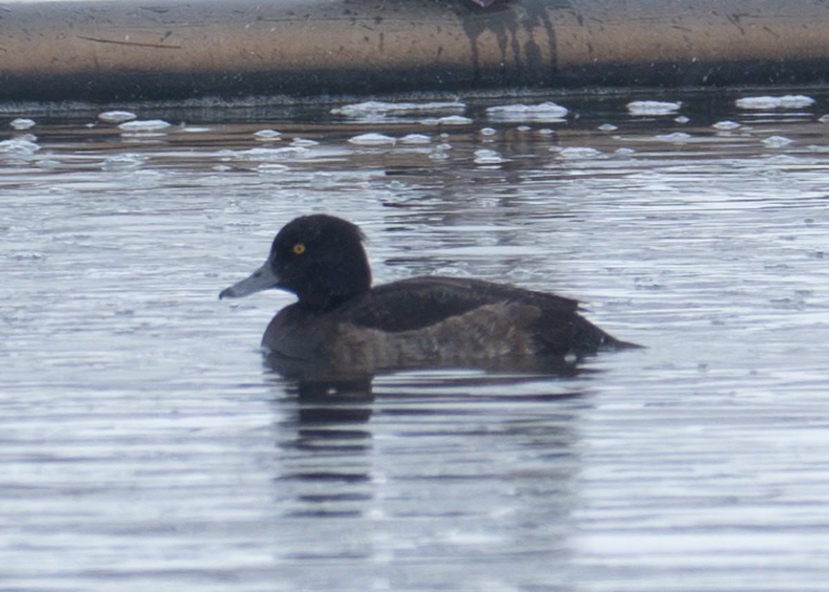 Tufted Duck - ML614067286