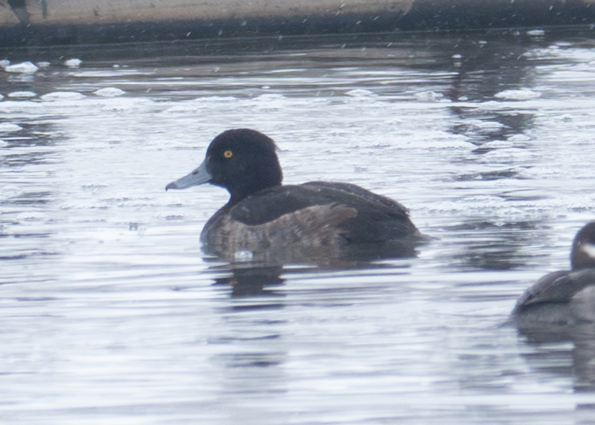 Tufted Duck - ML614067287