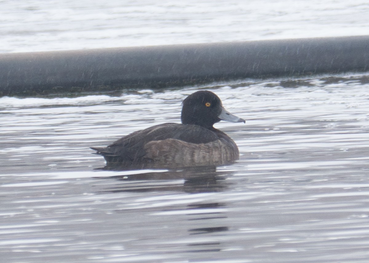 Tufted Duck - ML614067288