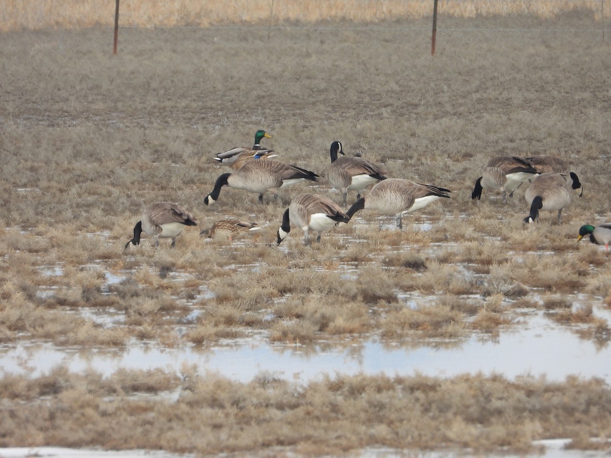 Canada Goose - ML614067328