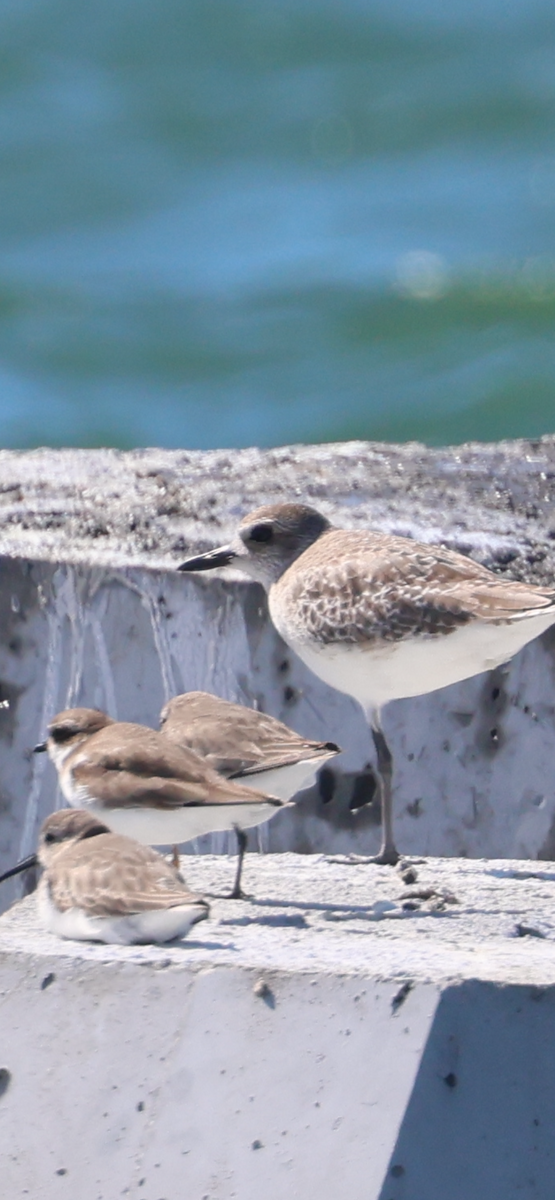 Black-bellied Plover - Debbie Crowley