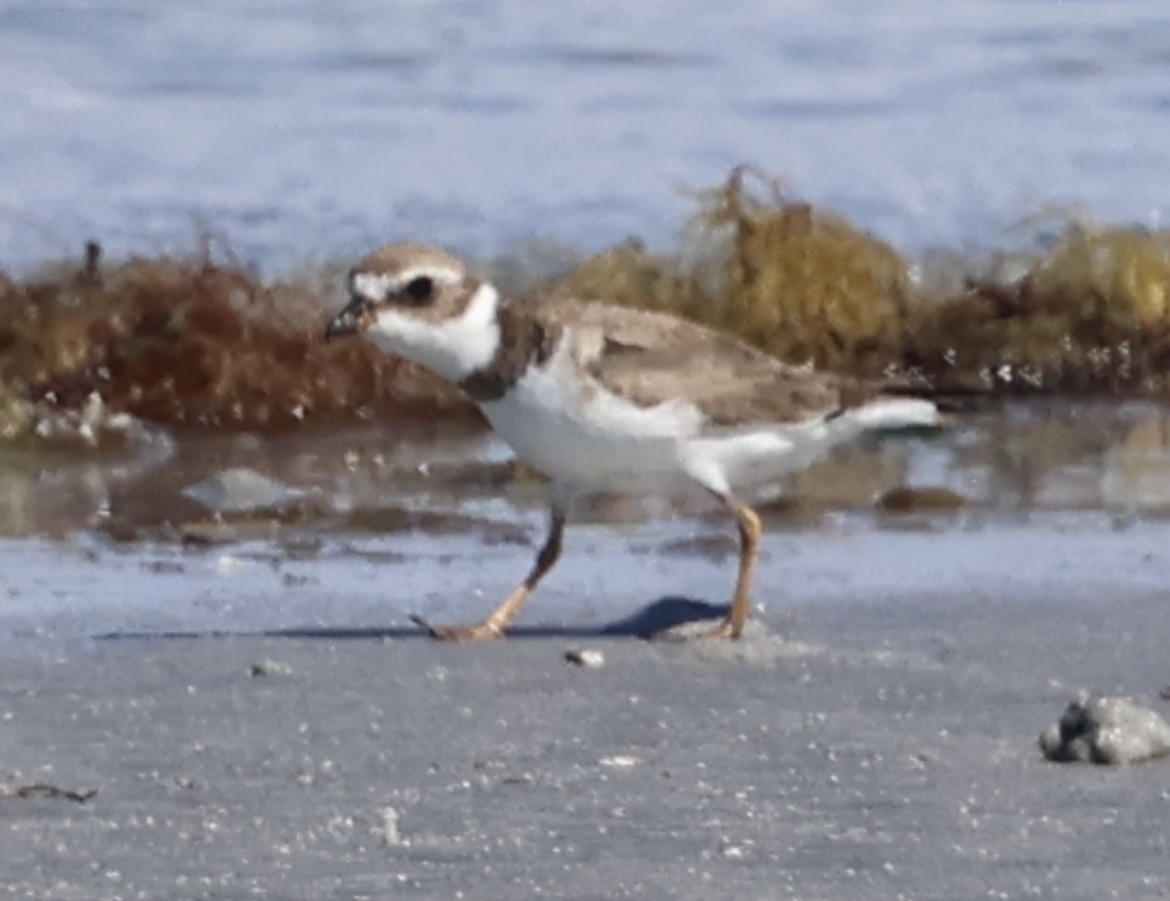 Semipalmated Plover - ML614067408