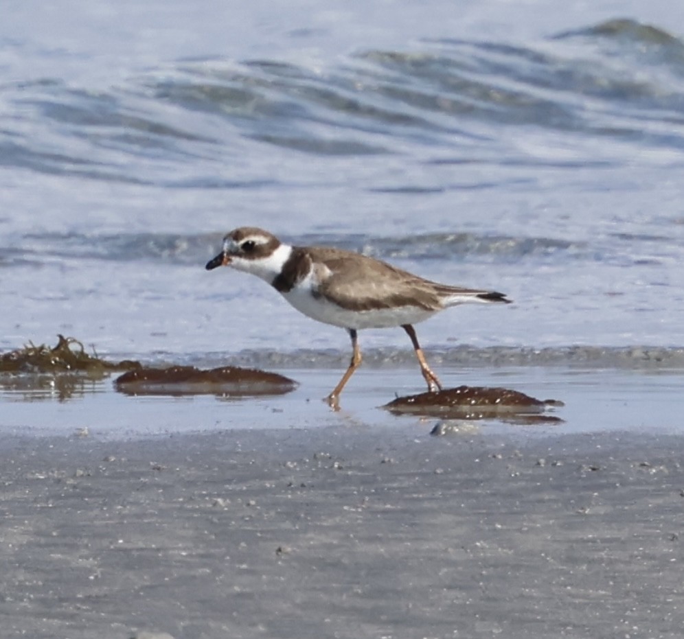 Semipalmated Plover - ML614067409