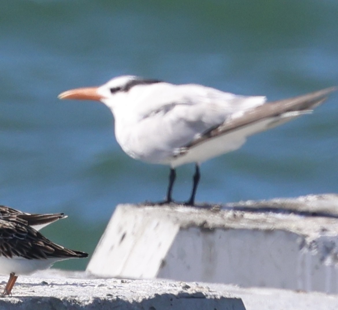 Royal Tern - ML614067439