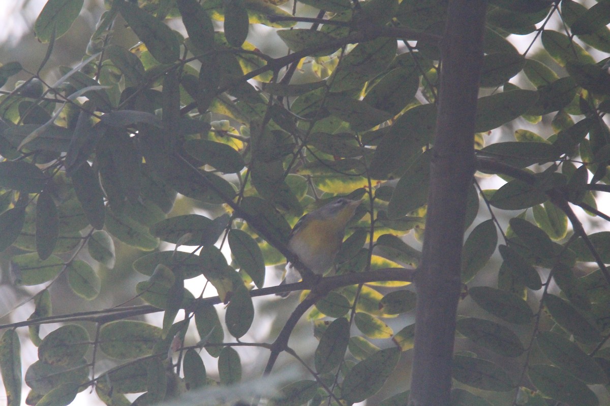 Northern Parula - ML614067482