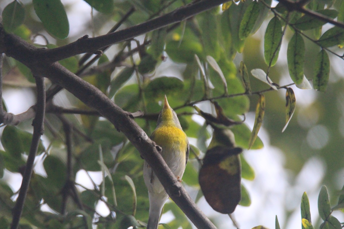 Northern Parula - ML614067483