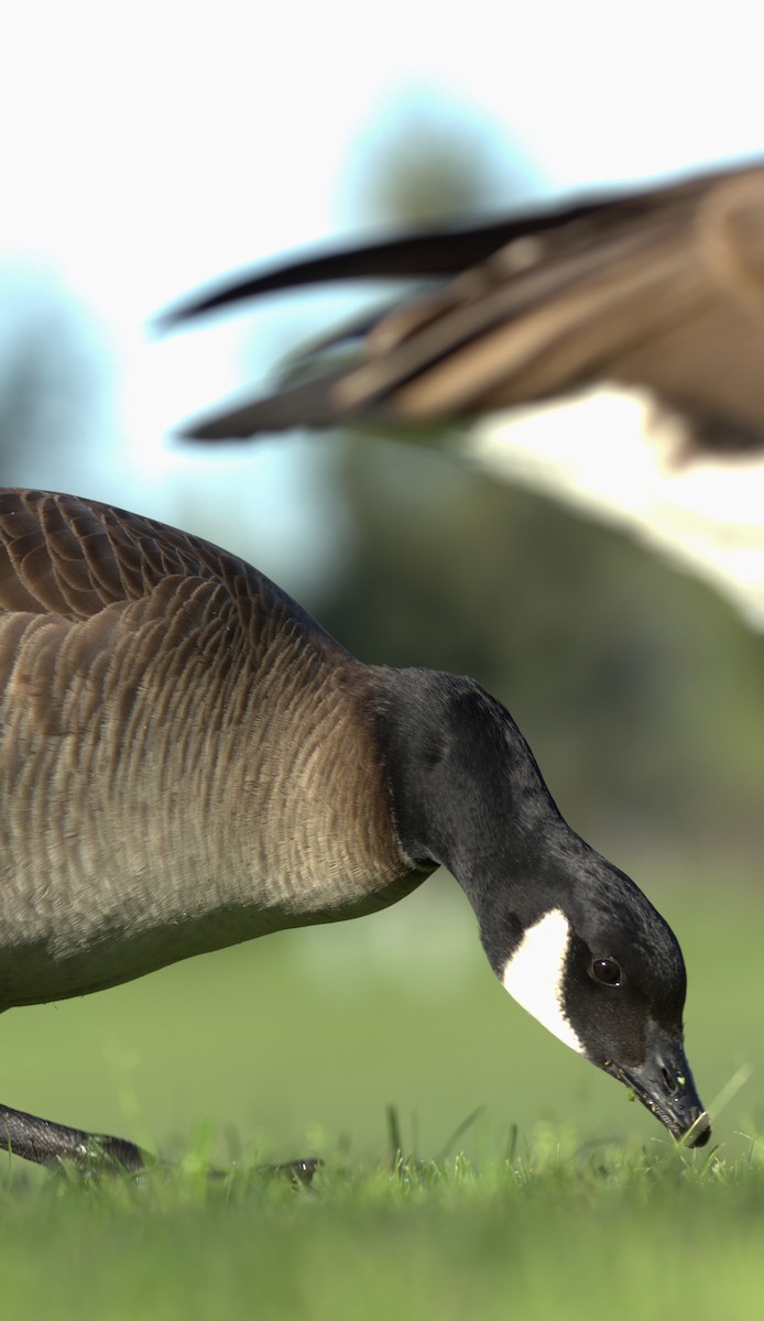 Cackling Goose - ML614067531