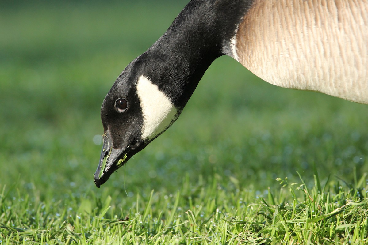 Cackling Goose - ML614067578