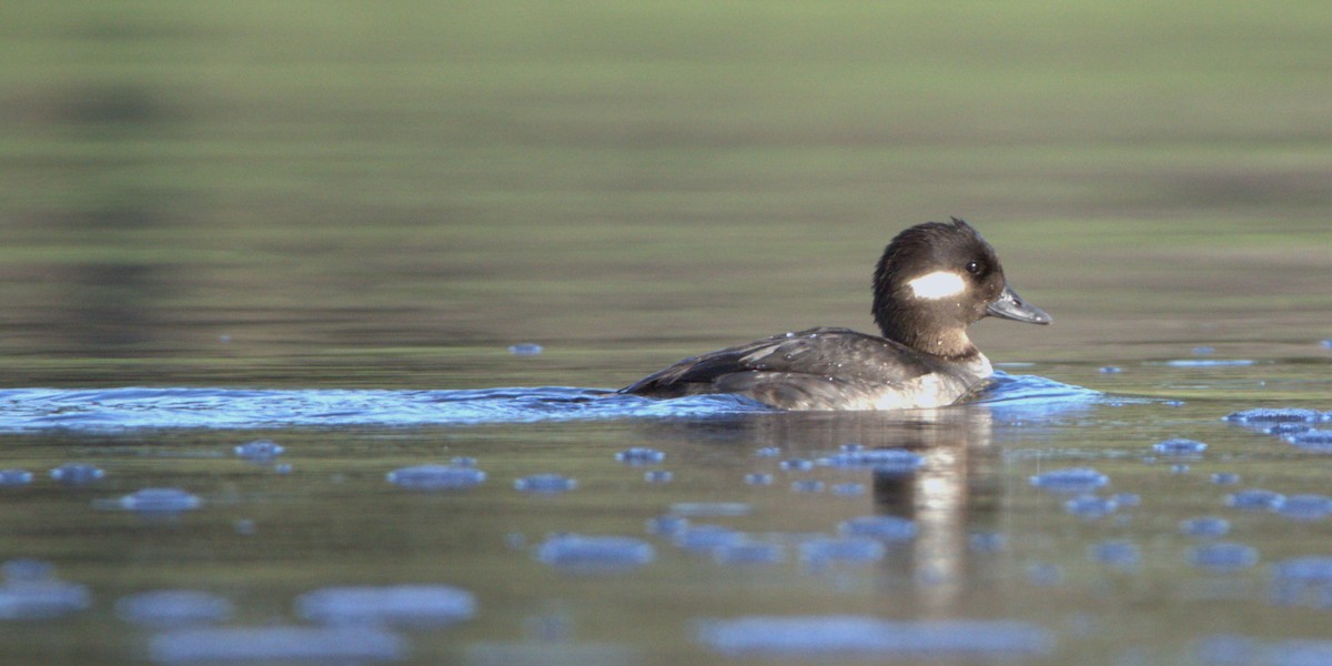 Bufflehead - Tino Castillo