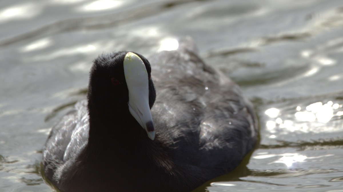 American Coot (White-shielded) - ML614067593