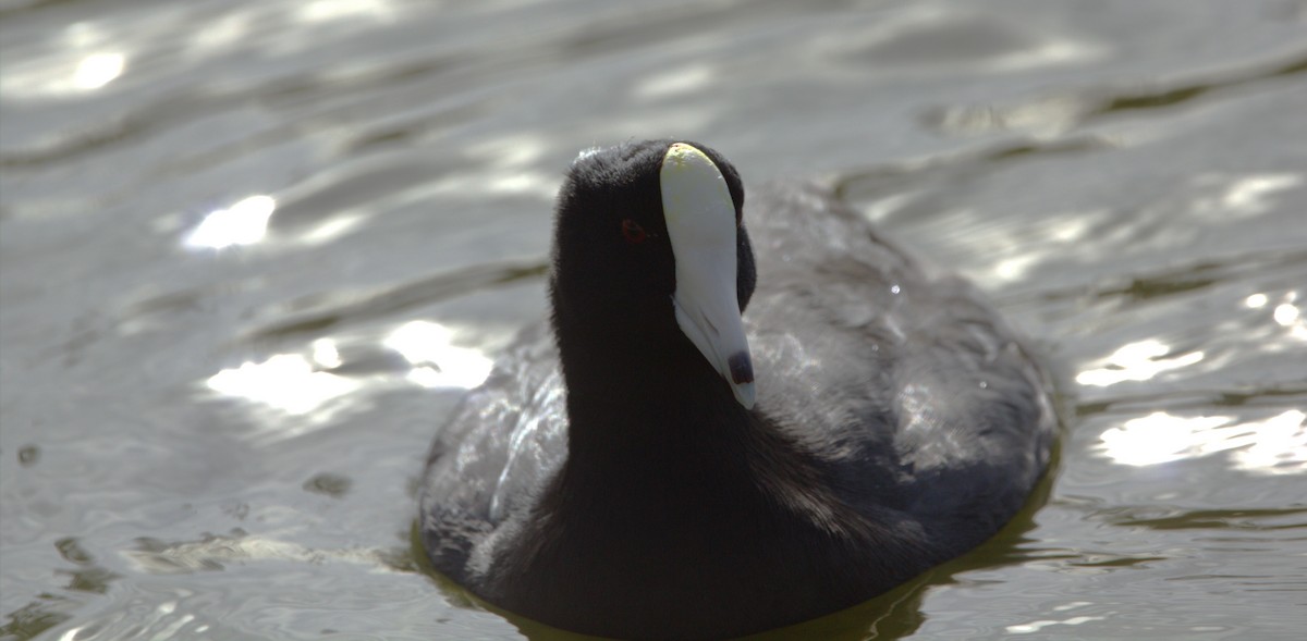 American Coot (White-shielded) - ML614067594
