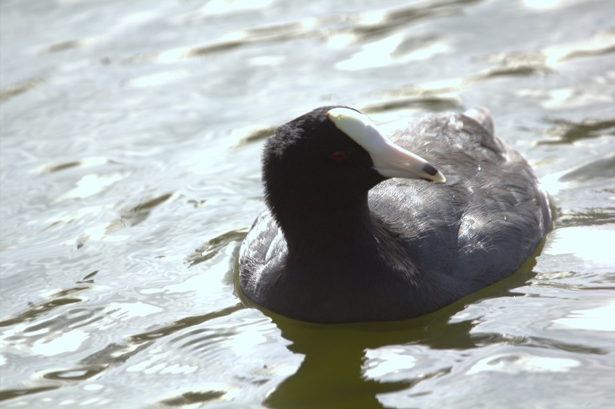 American Coot (White-shielded) - ML614067595